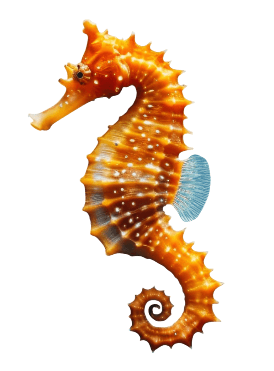Seahorse